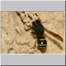 G-Odynerus spinipes w02b beim Nesteintrag einer Larve des Ruesselkaefers.jpg